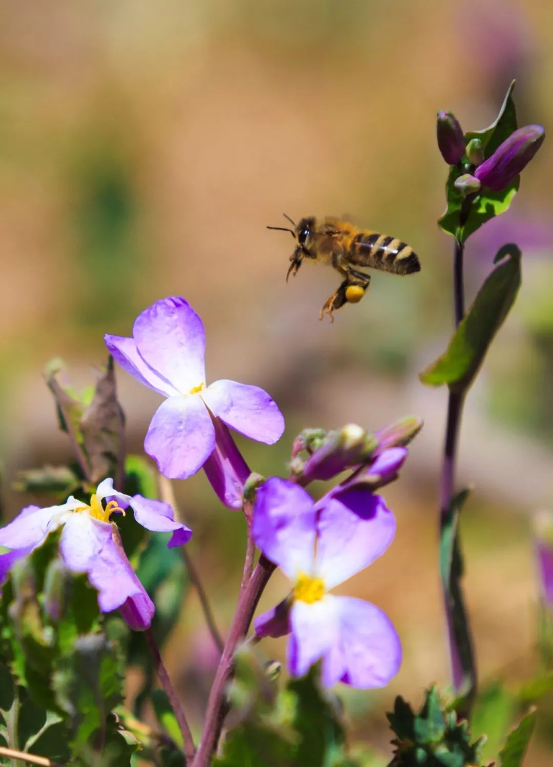 神奇动物在哪里？这些大工校园里的神奇动物你们见过哪些呢？
