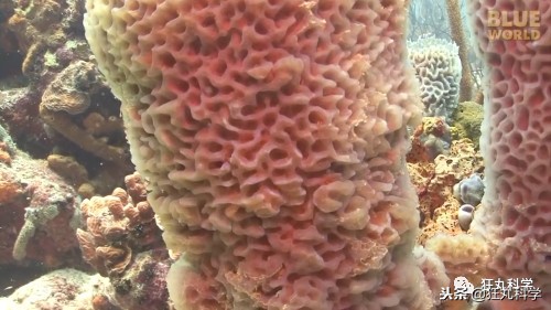 现实中真有海绵宝宝？既是海底避难所，也是人类的良药