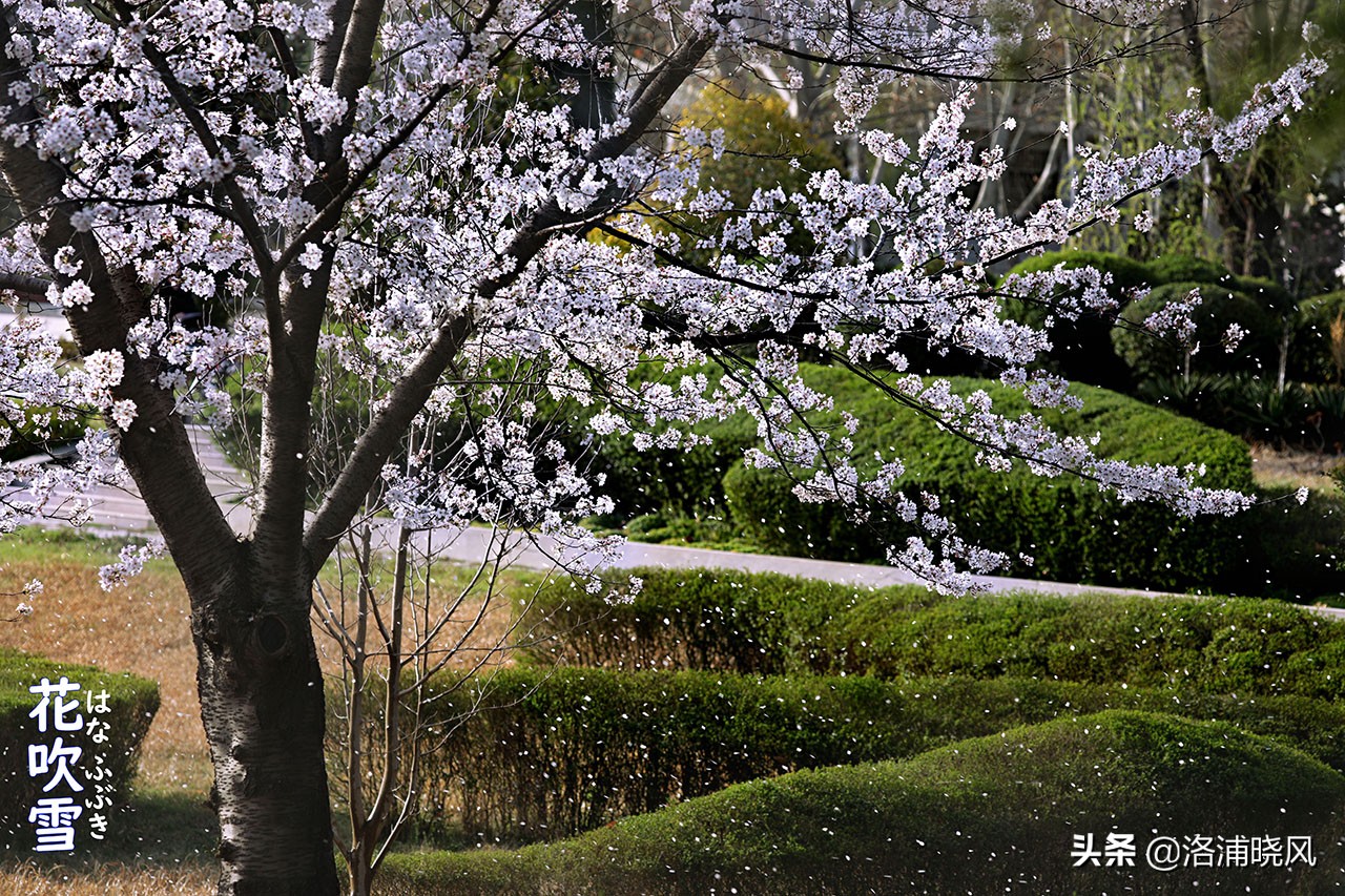 日本樱花文化（内涵揭秘日本樱花文化背后的冷知识）