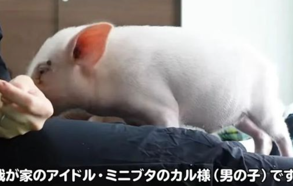 日男子品鉴中国十大残忍菜肴引争议