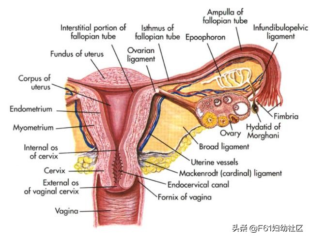 女人器官(女性生殖器官结构解剖（卵巢部分）)