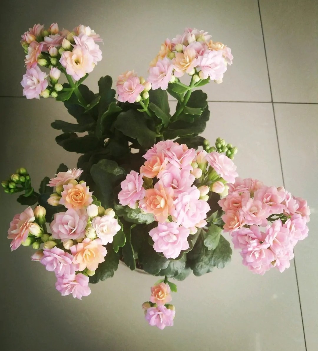 长寿花的颜色长寿花的颜色品种
