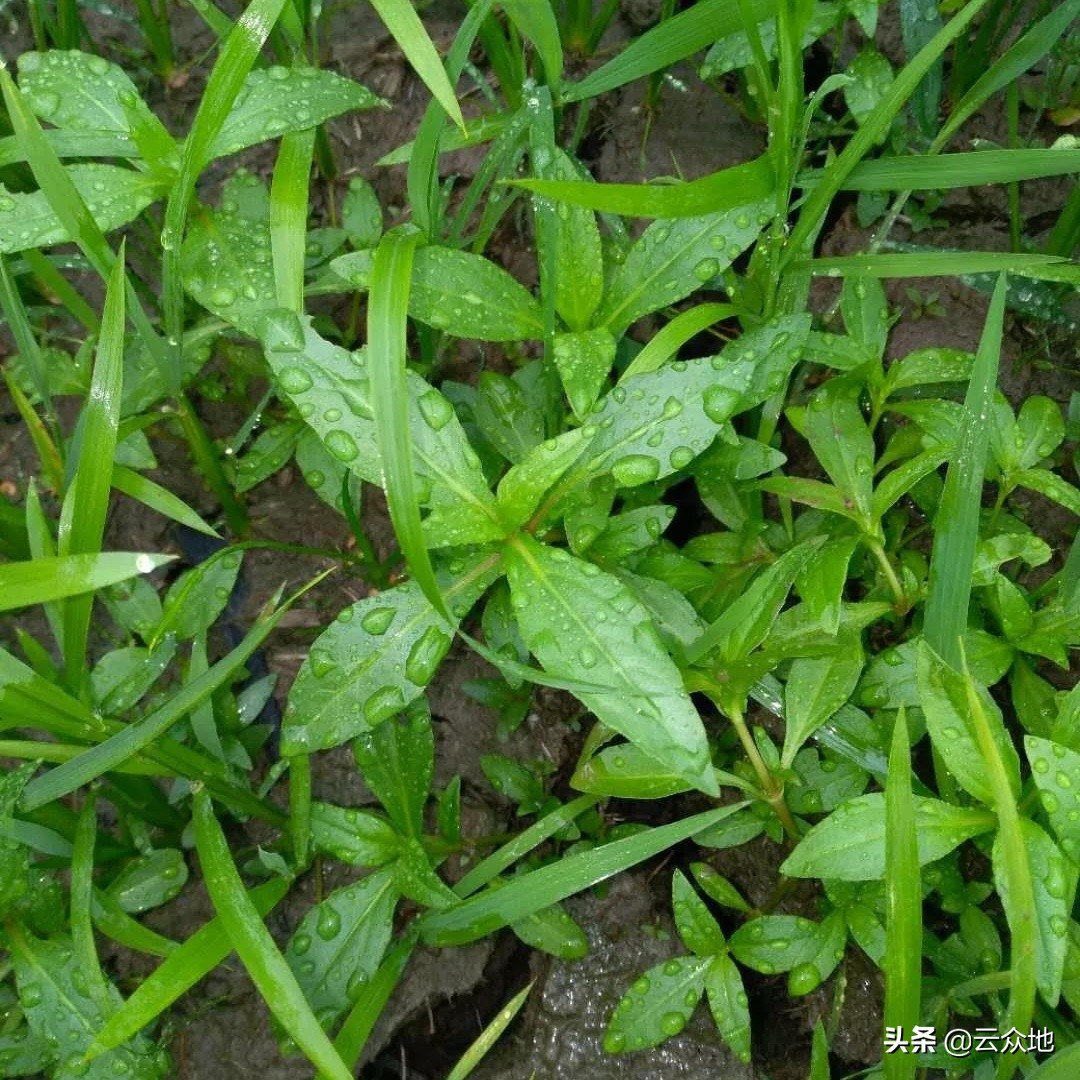 稻田杂草鳢肠,又名"止血草",合理选用除草剂早防除