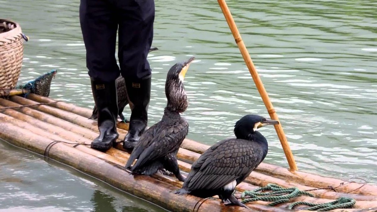 渔民如何训练鱼鹰抓鱼，这项技艺会失传吗？
