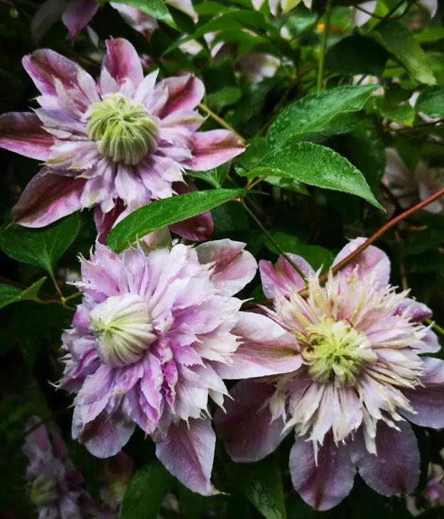“花园三宝”之一,1年能开花上百天,冬天特别抗寒
