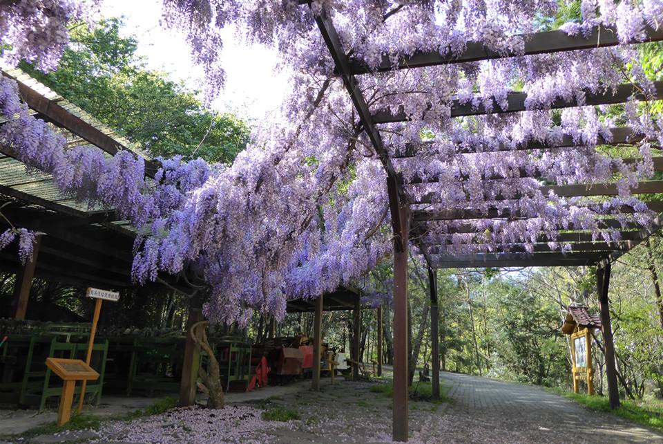 6种漂亮花,一年长成“遮阳棚”,能赏花,能挂果,又凉快