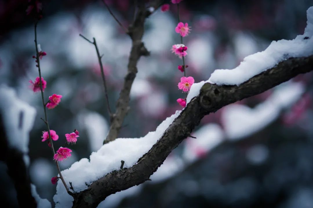 冬日最美的10个瞬间，踏雪寻梅，寒夜煮茶，治愈了整个冬天