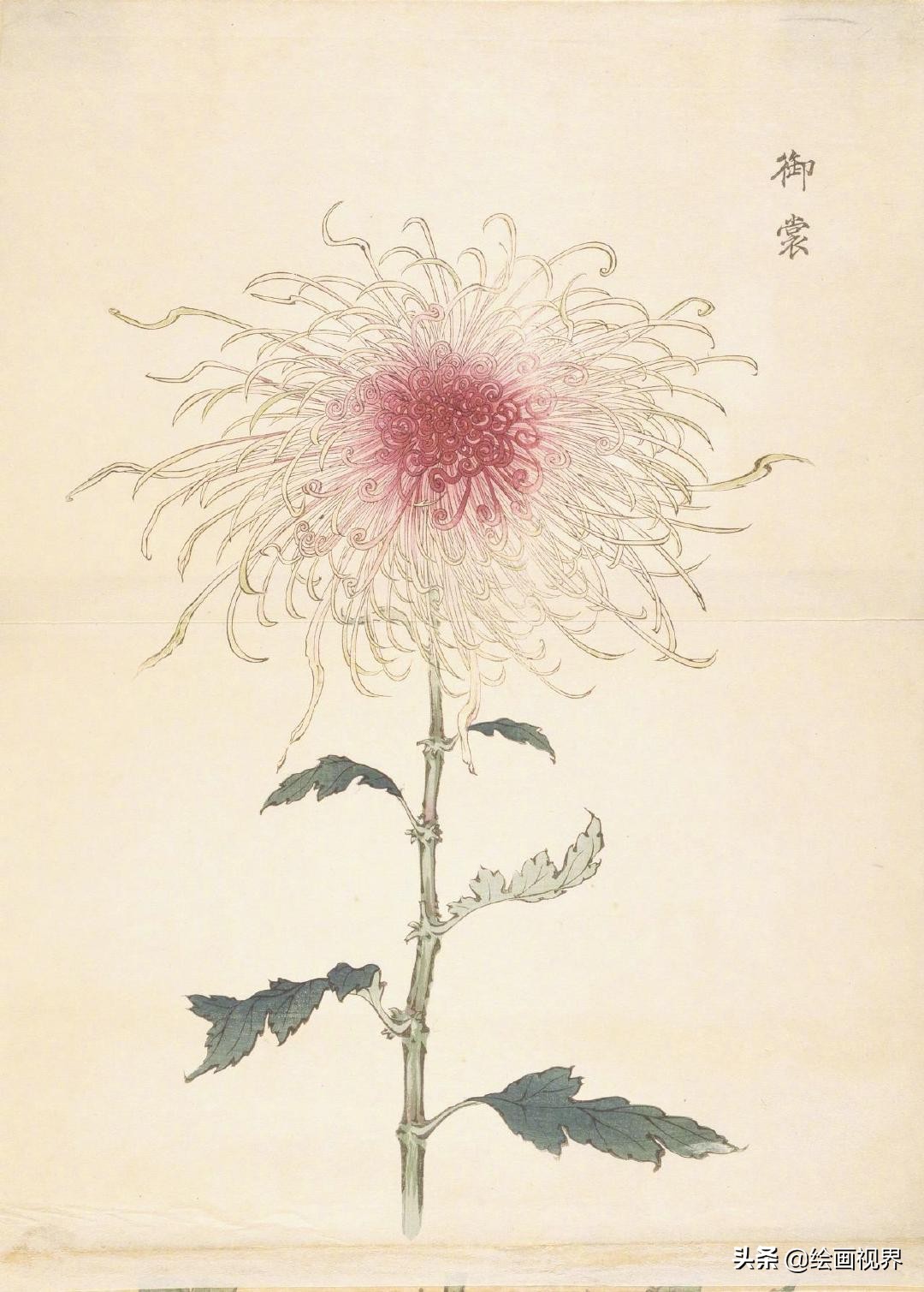 菊花的各种画法：9种常见菊花示范稿教你画，简单易学，收藏学习
