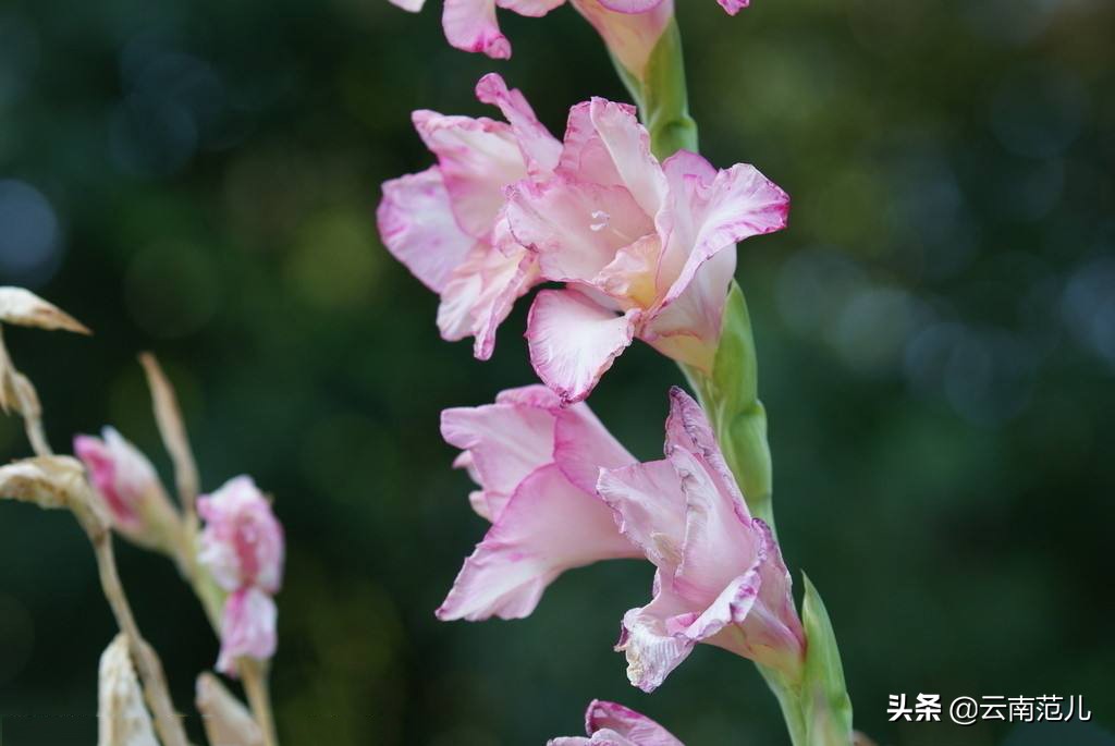 有一种日子叫花：当鲜花深入云南人的骨髓