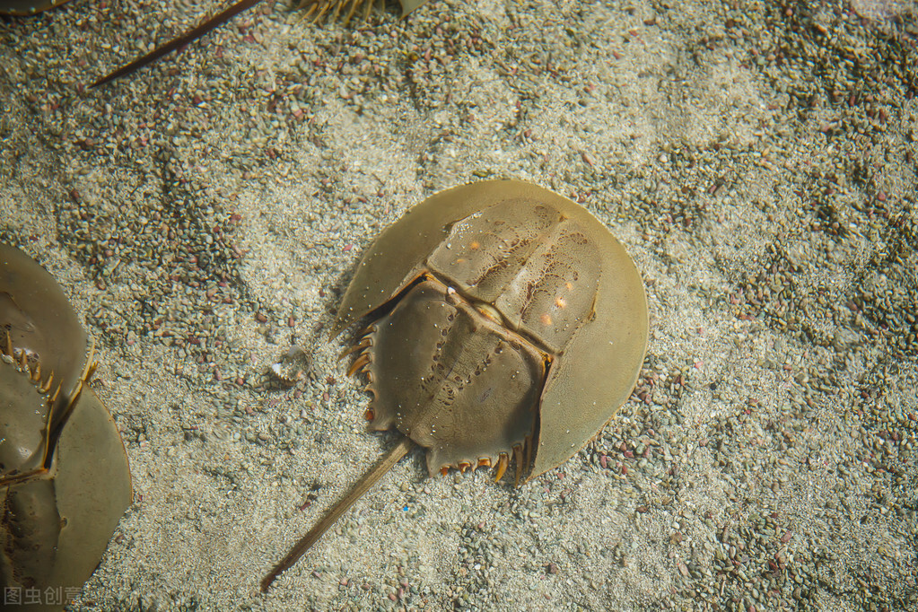 血液含有神秘物质的鲎诞生于4.5亿年前,是疫苗研发必需品?