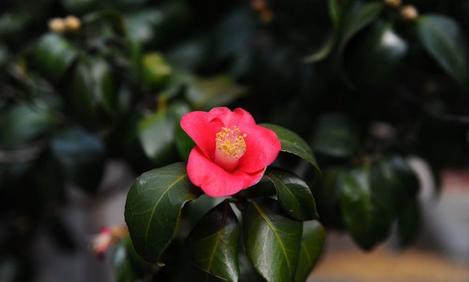 青島市花是什麼花(知識科普青島市的市花)