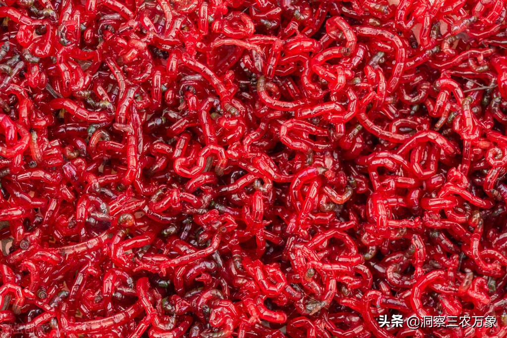 紅蟲養殖,紅蟲養殖需要什么條件