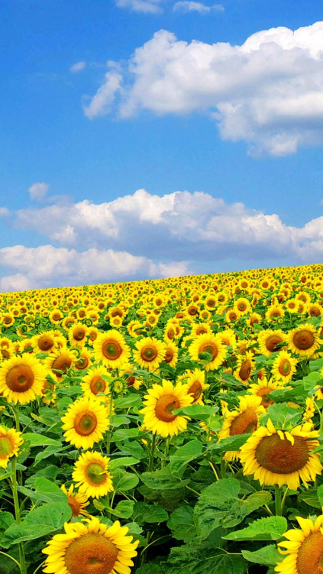 春天文艺小清新句子适合发朋友圈的春天唯美说说3