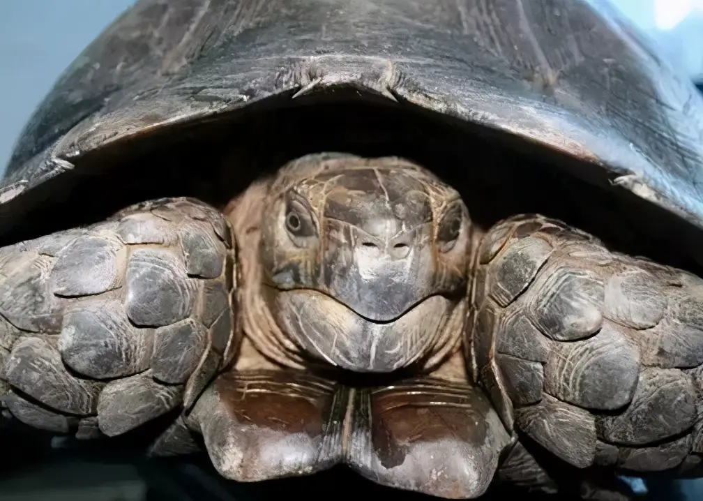 乌龟的种类图片及名称（乌龟的品种图片）