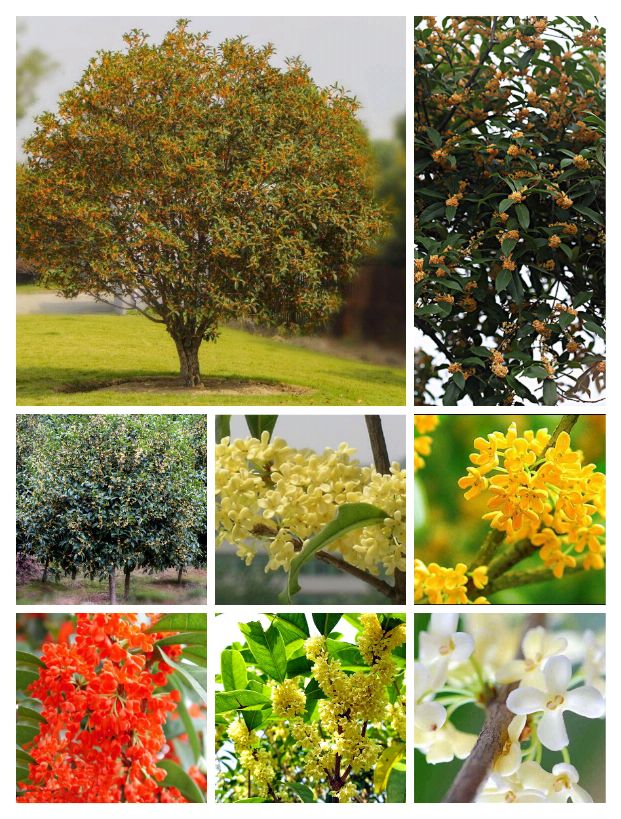 中国传统十大名花