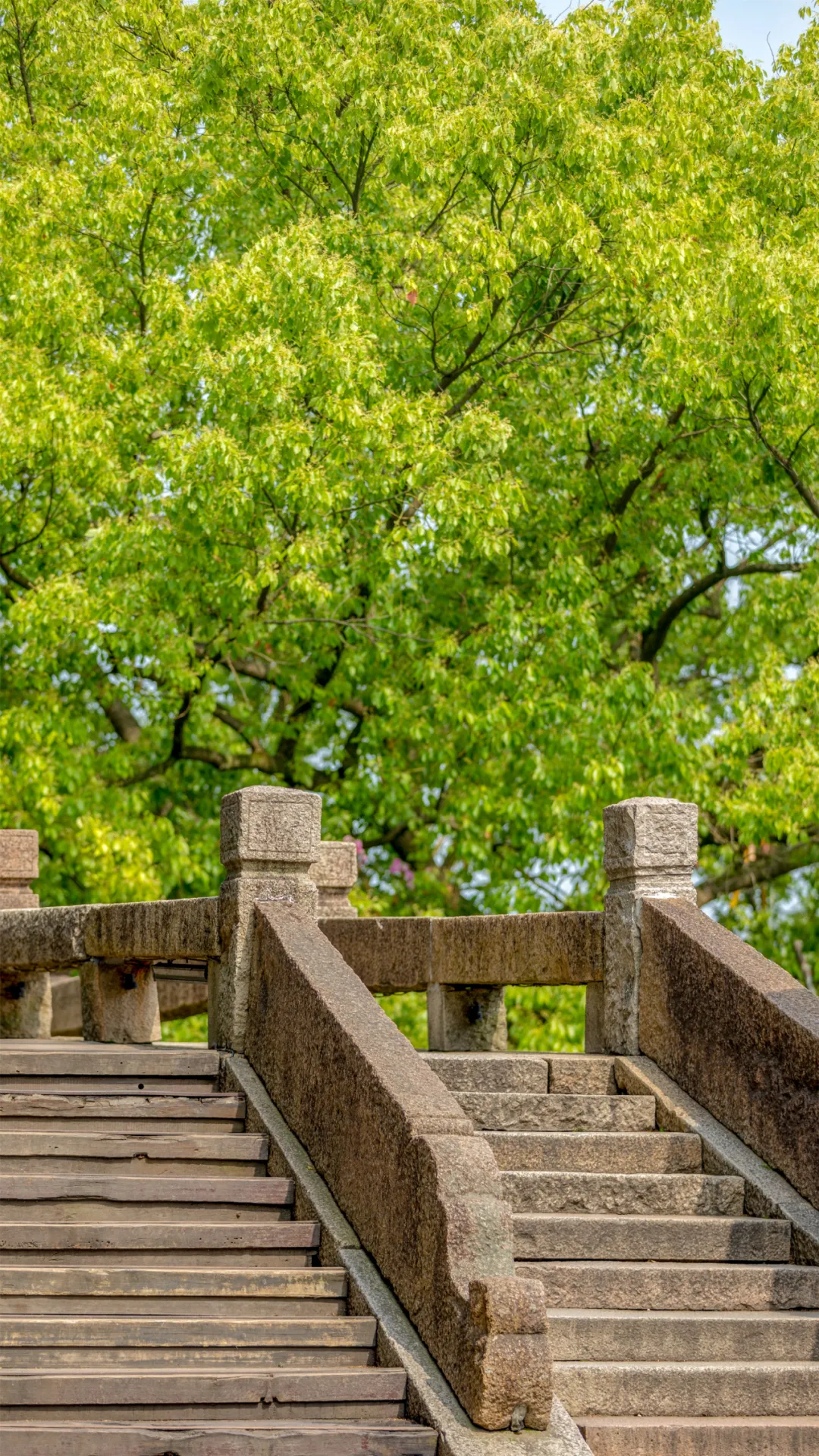乌镇夏季美图大赏,定格最美瞬间 | 乌镇·美图