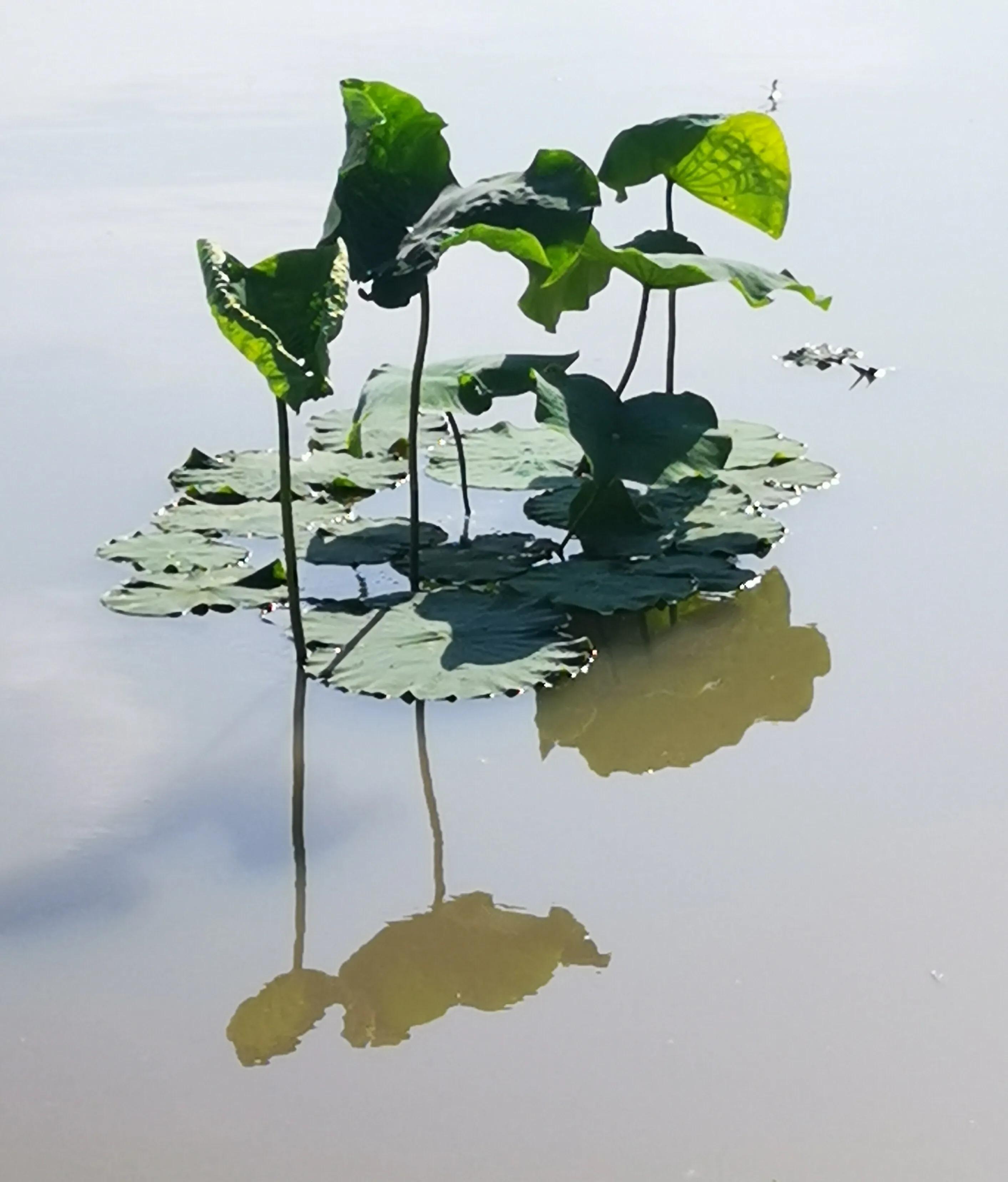 手拍世界（手机摄影平台）-群员作品集（总第733期）