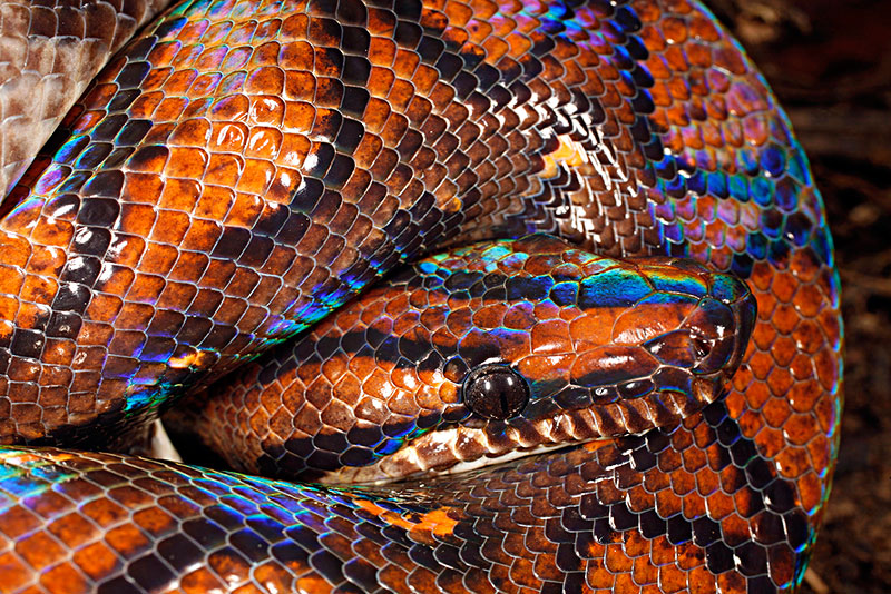 五彩斑斓的蛇图片图片