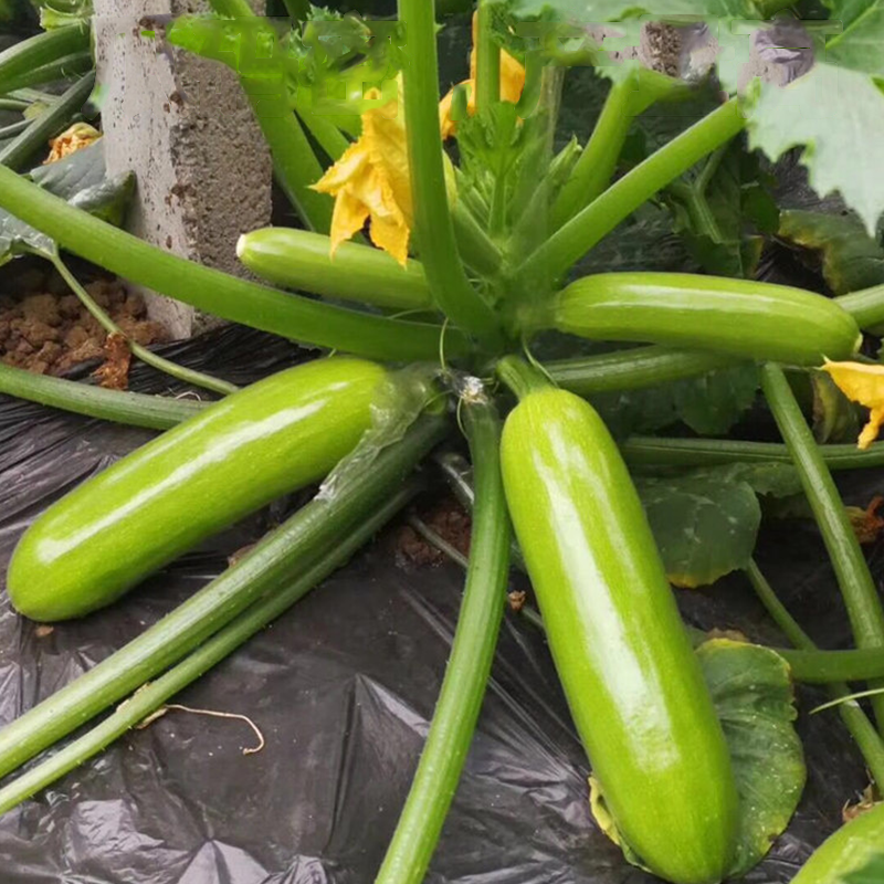 西葫芦长什么样图片(瓜色颜色翠绿瓜条顺直)