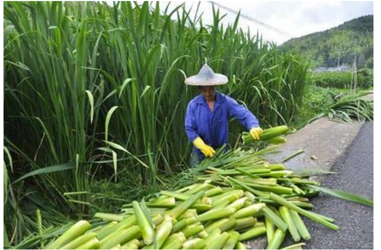 端午百科：年年吃粽子，粽叶是什么植物的叶子？天南海北不一样！