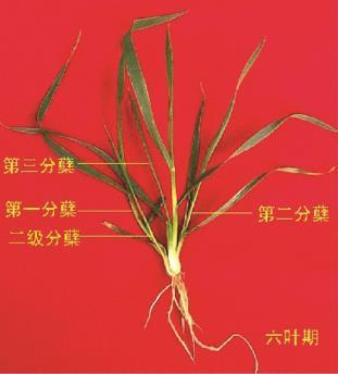小麦的生长过程（多图详细解析小麦生长发育全过程）