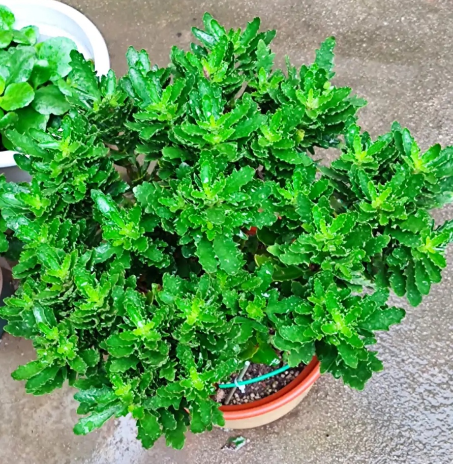 长寿花有“4喜”和“3怕”，冬天养护尤其要注意
