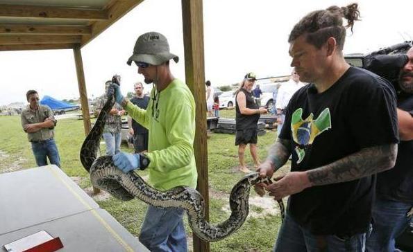 亚马逊胆大包天鱼，看见有人马上凑过来送死，因此差点绝种
