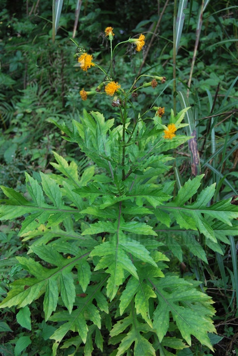 菊叶三七,见过吗?能散瘀止血,解毒消肿