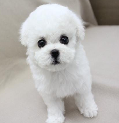 比熊和泰迪的区别,看完您更喜欢养哪种?