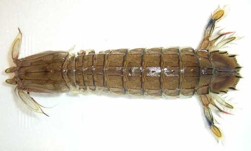 元宝虾和北极甜虾的区别(带你了解12种常见虾的特征)