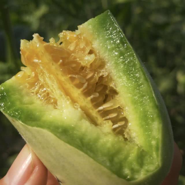 六月最适合吃羊角蜜，果农亲自教你这3招，又香又甜不会上当