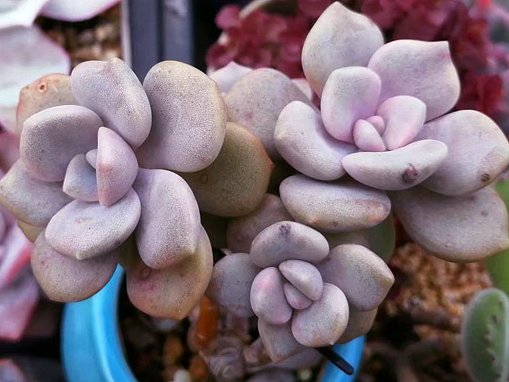 被名字耽误的经典多肉诺玛,特别爱爆头,长成小老桩的样子很美