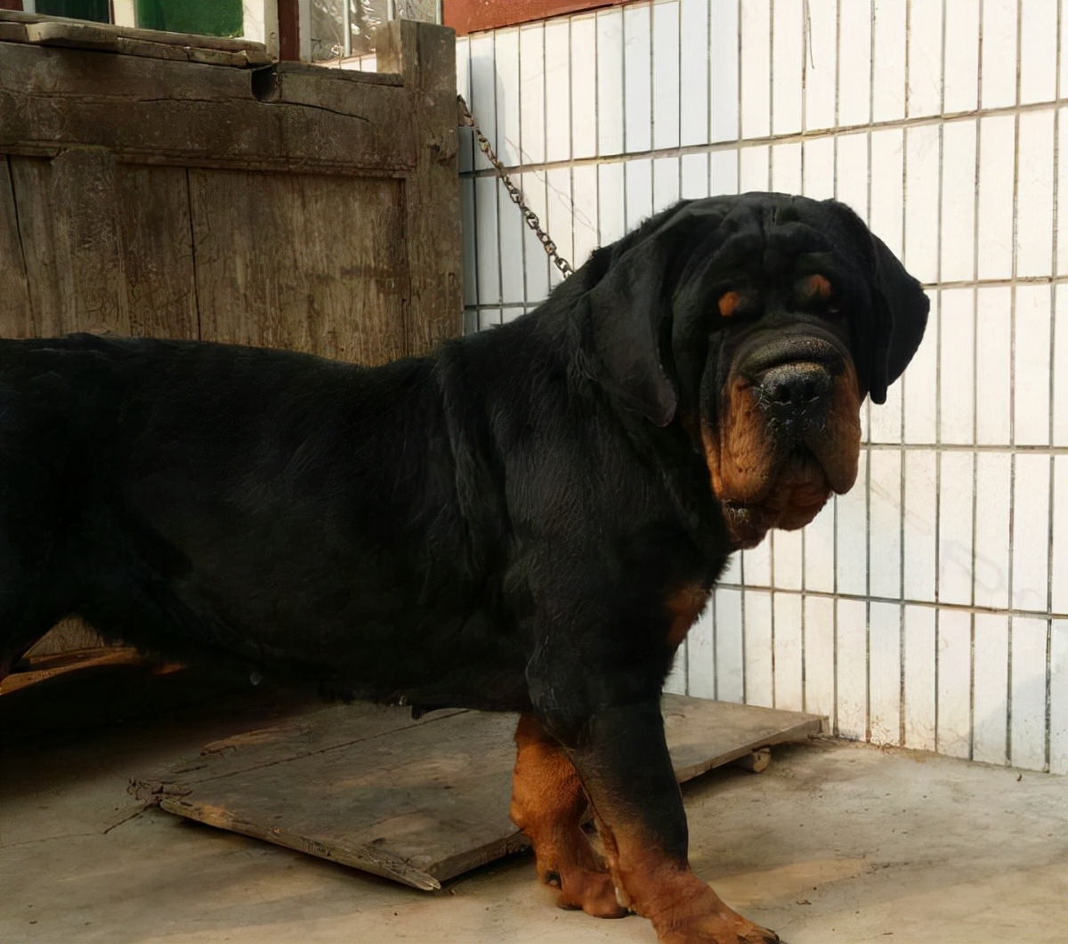 高加索犬圖片,高加索犬圖片價(jià)格