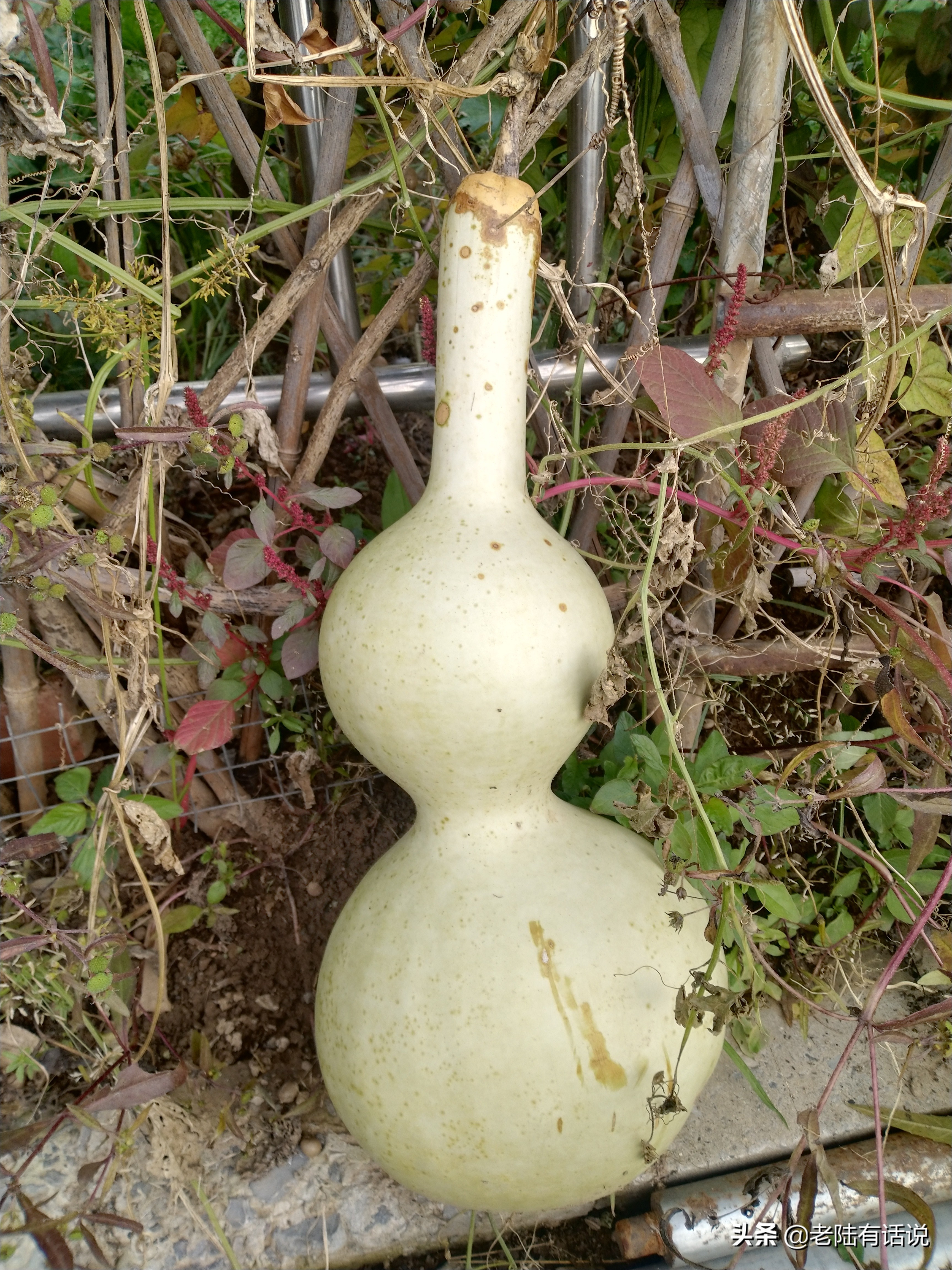 我的城市小菜园，我的田园之梦，金秋收获绿色食品