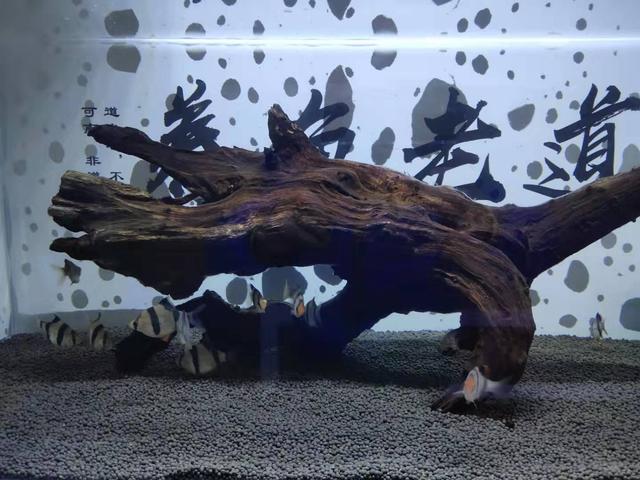 观赏鱼的鳞片脱落不同于炸鳞疾病，大幅度掉鳞根本无需救治