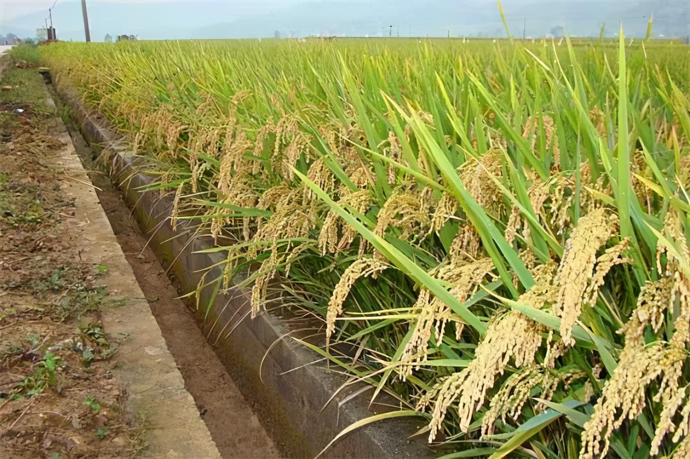 人们常说的：四体不勤，五谷不分，意思是骂人还是夸人呢？