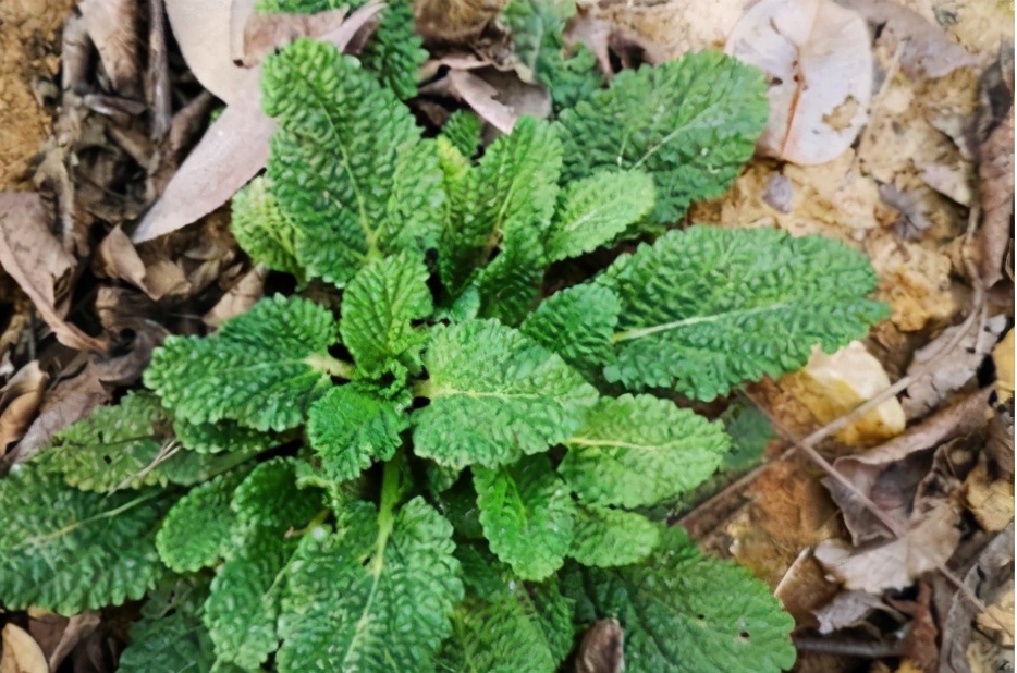 荔枝草图片(荔枝上市2元一个) - 赤虎壹号