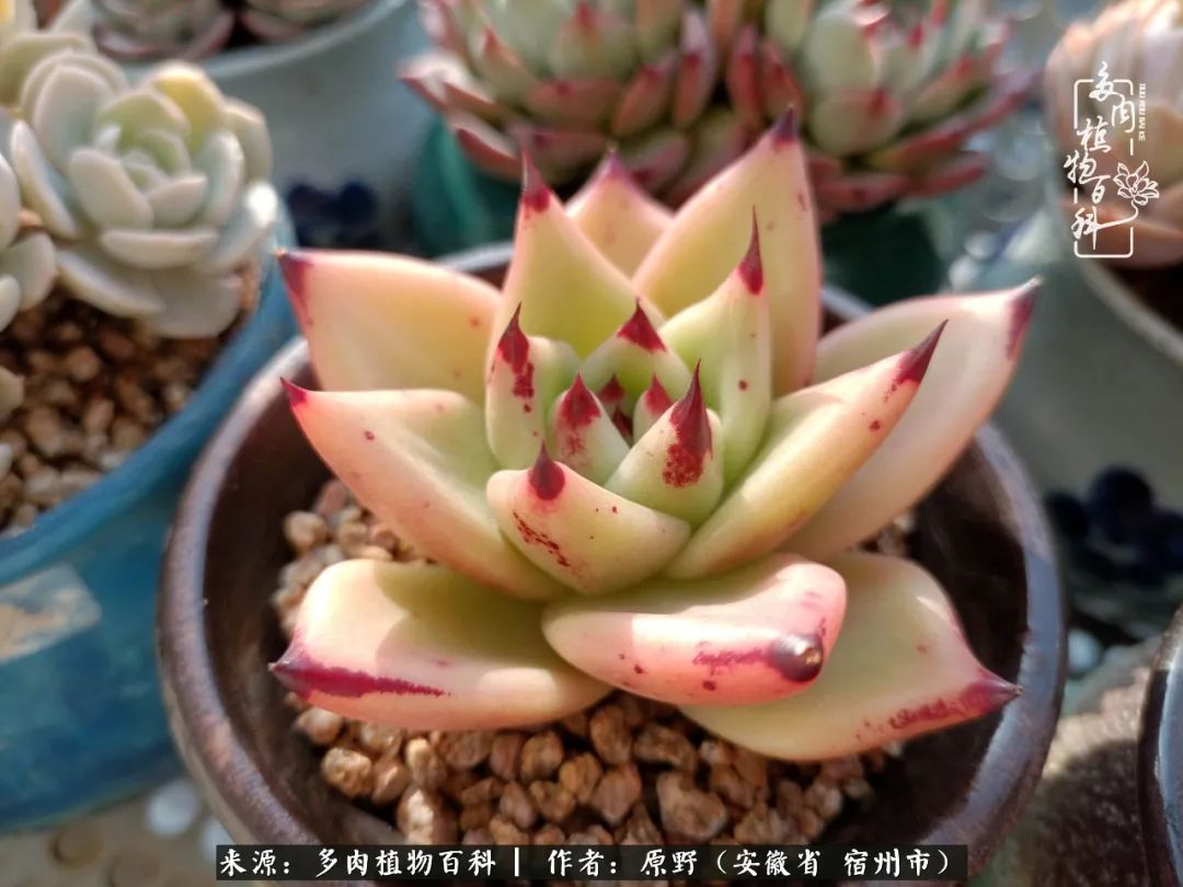 我心观世界：生活与多肉，应无所住而生其心