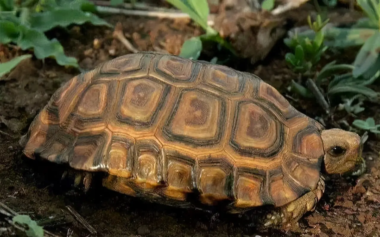 乌龟的种类图片及名称（乌龟的品种图片）