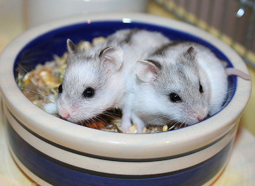 7种常见的宠物仓鼠仓鼠类的宠物