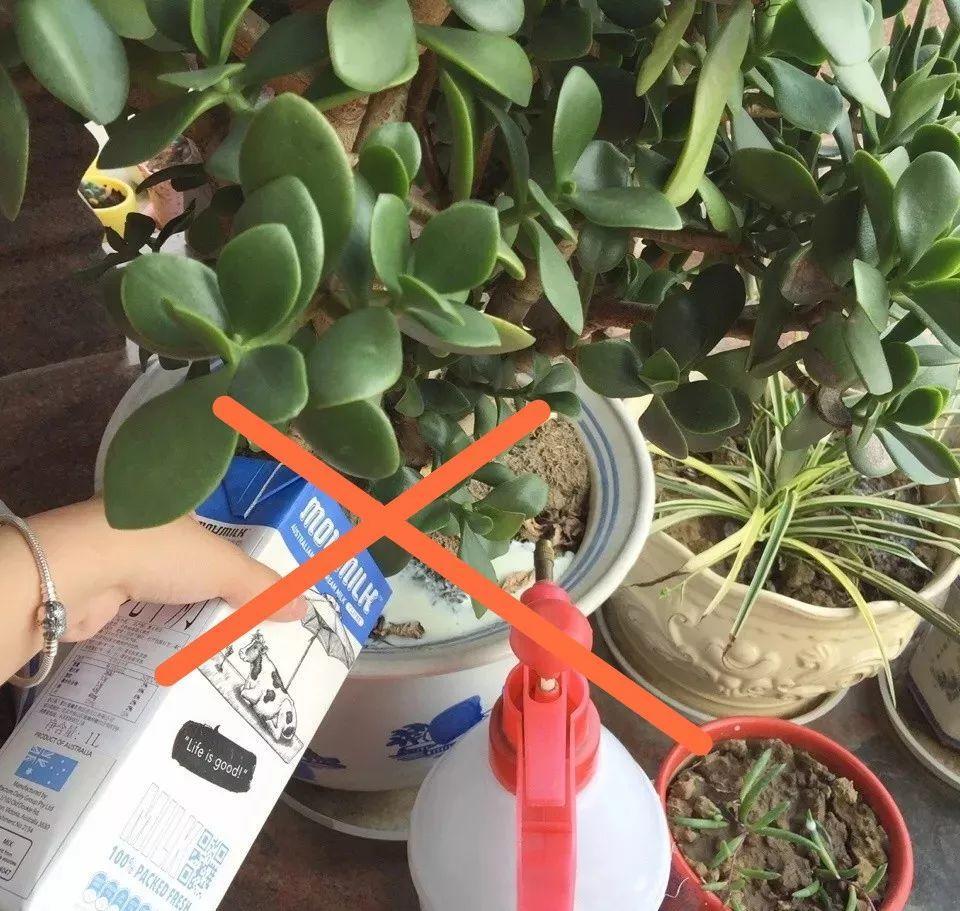 盆里倒一瓶牛奶，虫子全赶跑，叶子油绿发亮还茂盛！