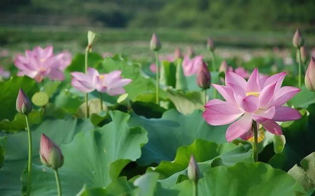端午百科：年年吃粽子，粽叶是什么植物的叶子？天南海北不一样！