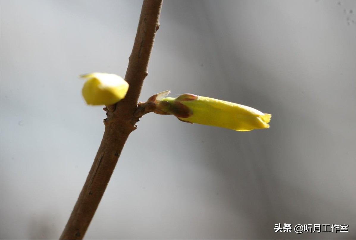 连翘花舞春幽美，淡淡花香惹人醉