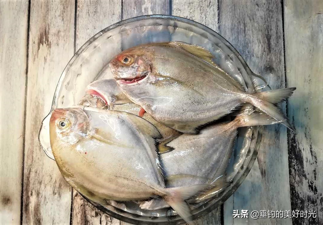 鯧魚有很多種,而食人鯧則是淡水魚中的霸主