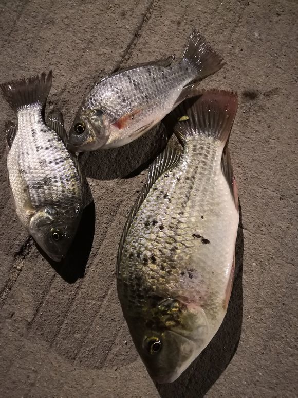 广东河道现花斑罗非鱼,肉质鲜美,数量越来越多