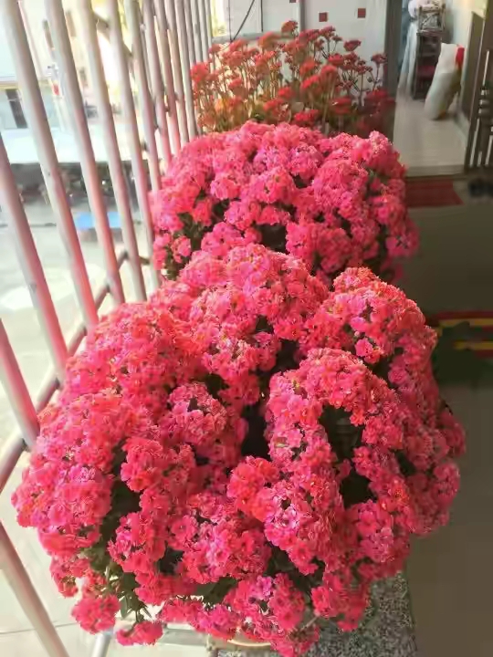 长寿花有“4喜”和“3怕”，冬天养护尤其要注意