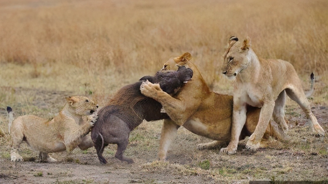迟暮的雄狮挖泥7小时猎杀疣猪狮子捉疣猪
