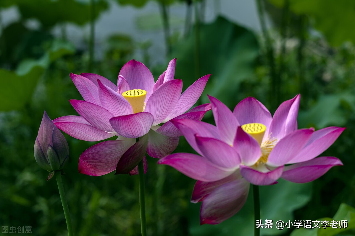 荷花美丽清香，出淤泥而不染，是夏日池塘中最动人的风景，深受人们喜爱。