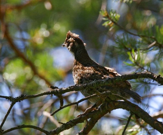大兴安岭常现飞龙鸟,曾是皇室贡品,受乾隆皇帝喜爱,险些灭绝
