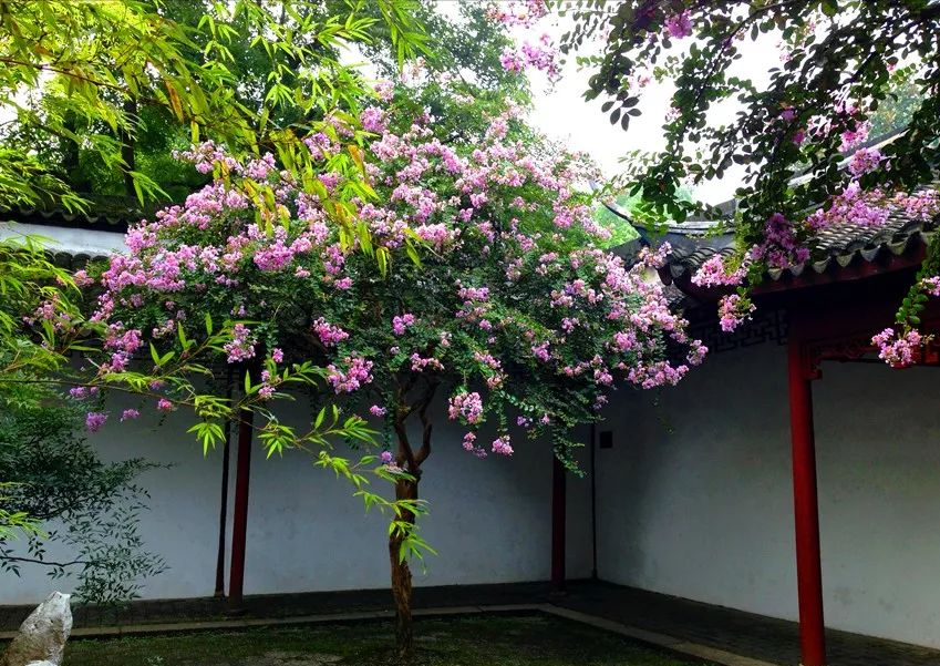 九种“吉祥树”，越老越值钱，越养越“富贵”